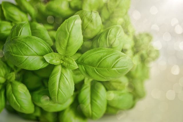 Health Benefits Of Basil For Dogs SpaDog