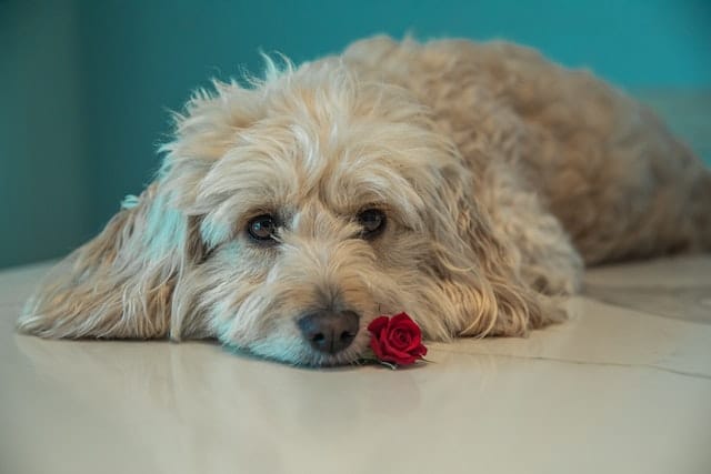 is rose water good for dogs